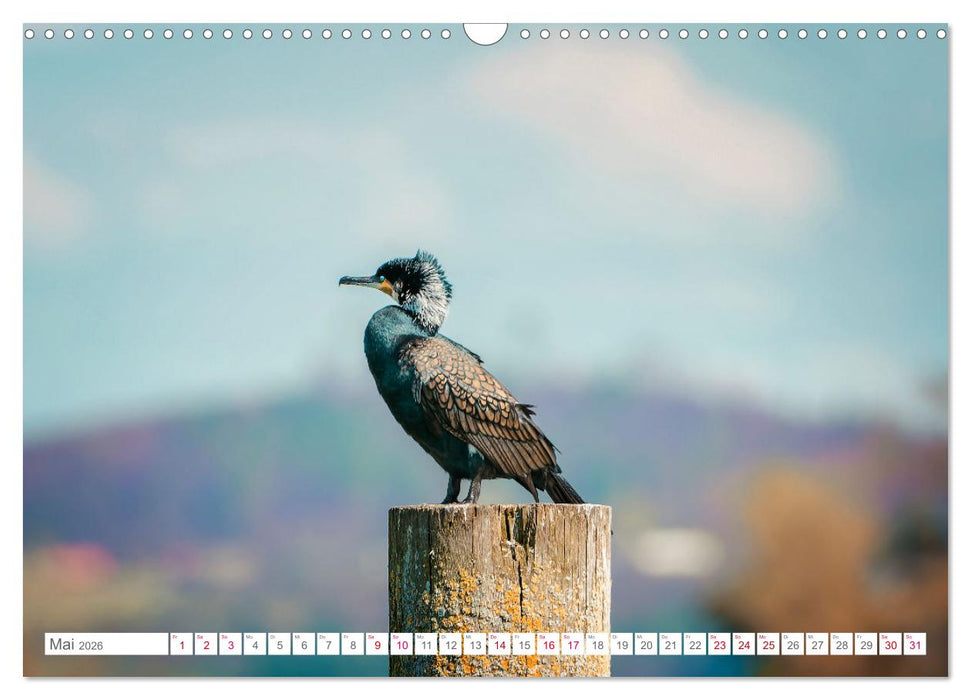 Vogelwelt am Bodensee 2026 (CALVENDO Wandkalender 2026)