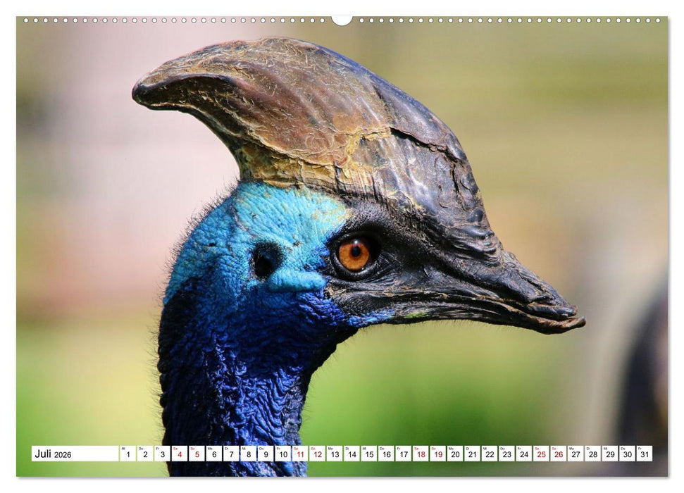 Schräge Vögel in Szene gesetzt (CALVENDO Premium Wandkalender 2026)