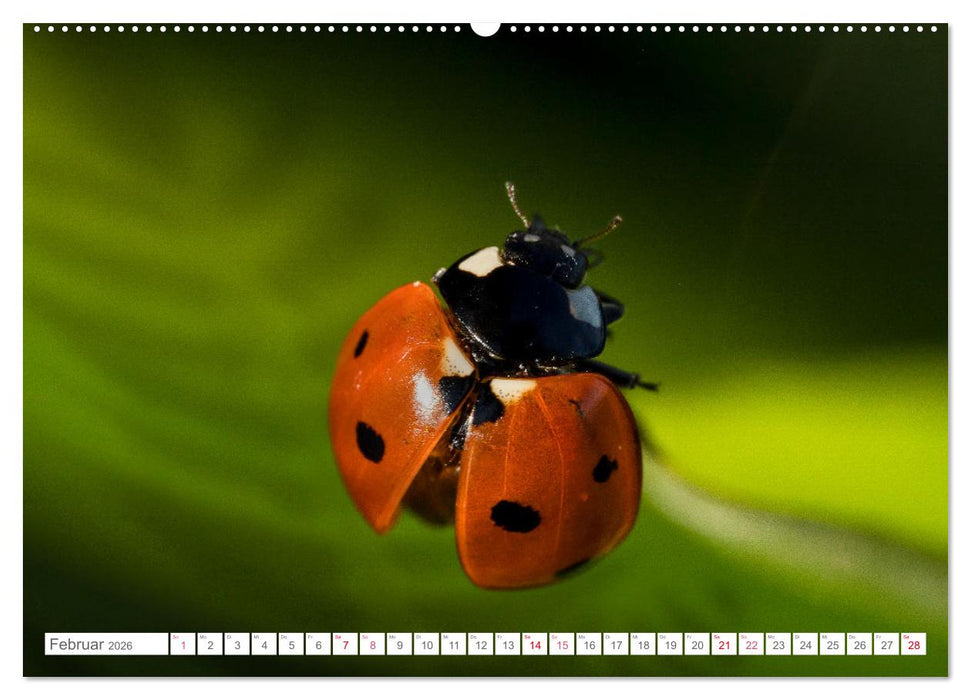 In der Natur unterwegs (CALVENDO Wandkalender 2026)