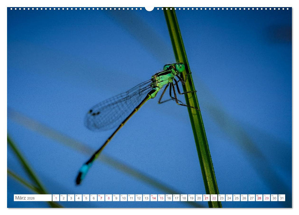 In der Natur unterwegs (CALVENDO Wandkalender 2026)