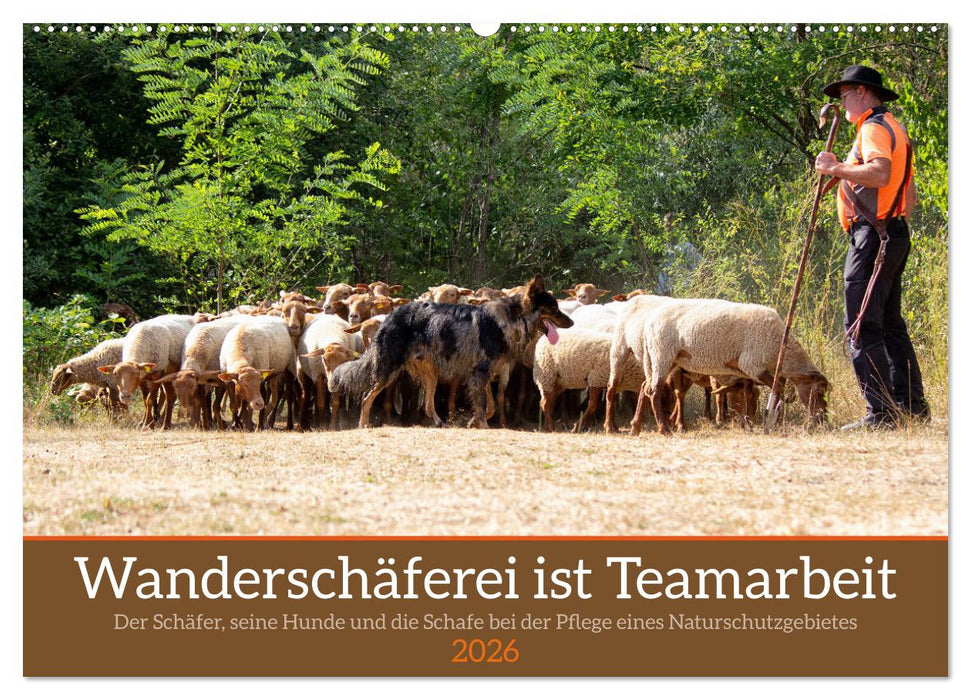 Wanderschäferei ist Teamarbeit (CALVENDO Wandkalender 2026)