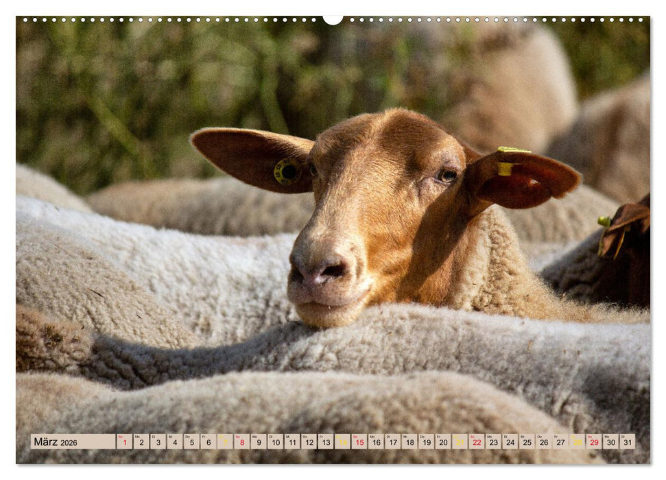 Wanderschäferei ist Teamarbeit (CALVENDO Wandkalender 2026)