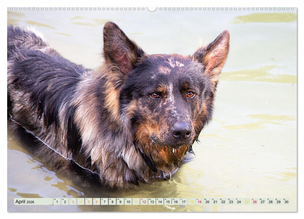 Wanderschäferei ist Teamarbeit (CALVENDO Wandkalender 2026)