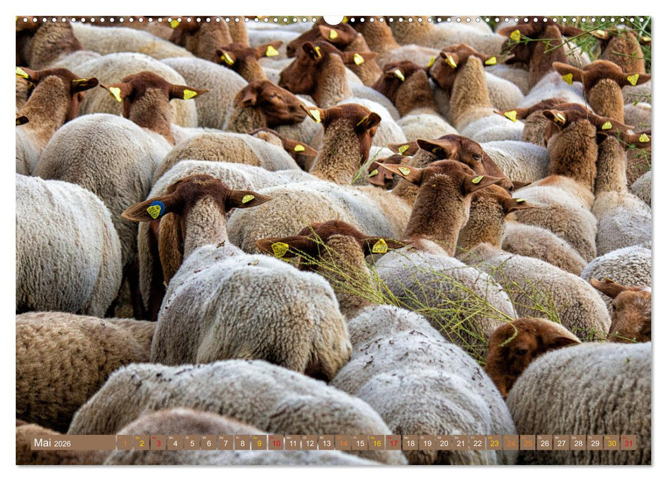 Wanderschäferei ist Teamarbeit (CALVENDO Wandkalender 2026)