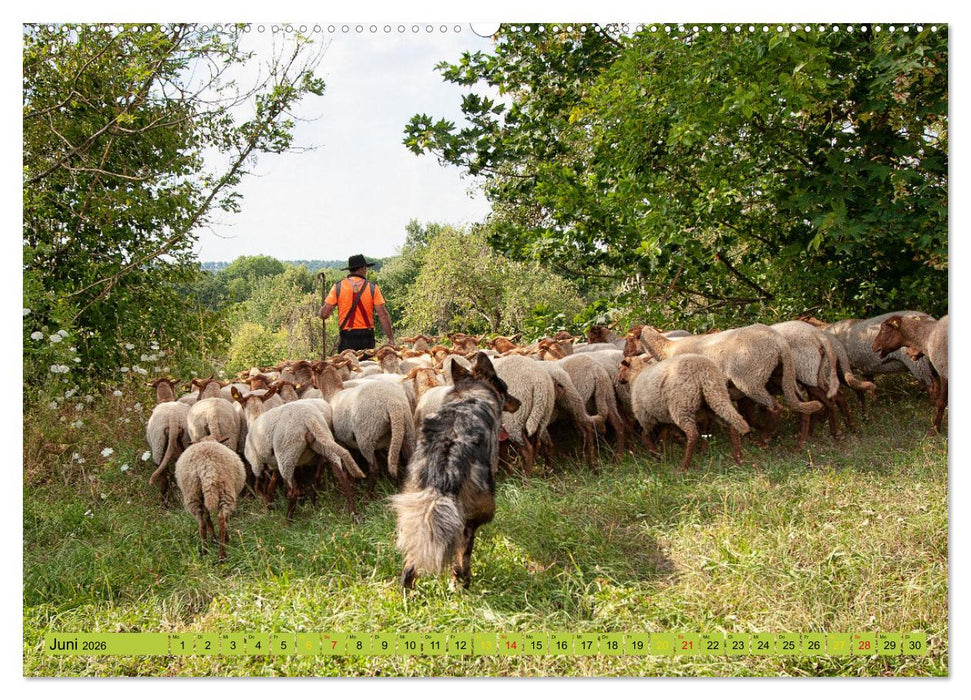 Wanderschäferei ist Teamarbeit (CALVENDO Wandkalender 2026)