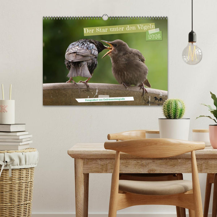 Der Star unter den Vögeln - Fotografiert von Ostfriesenfotografie (CALVENDO Wandkalender 2026)