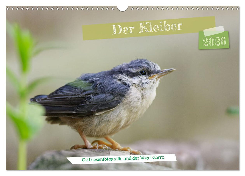 Der Kleiber - Ostfriesenfotografie und der Vogel-Zorro (CALVENDO Wandkalender 2026)