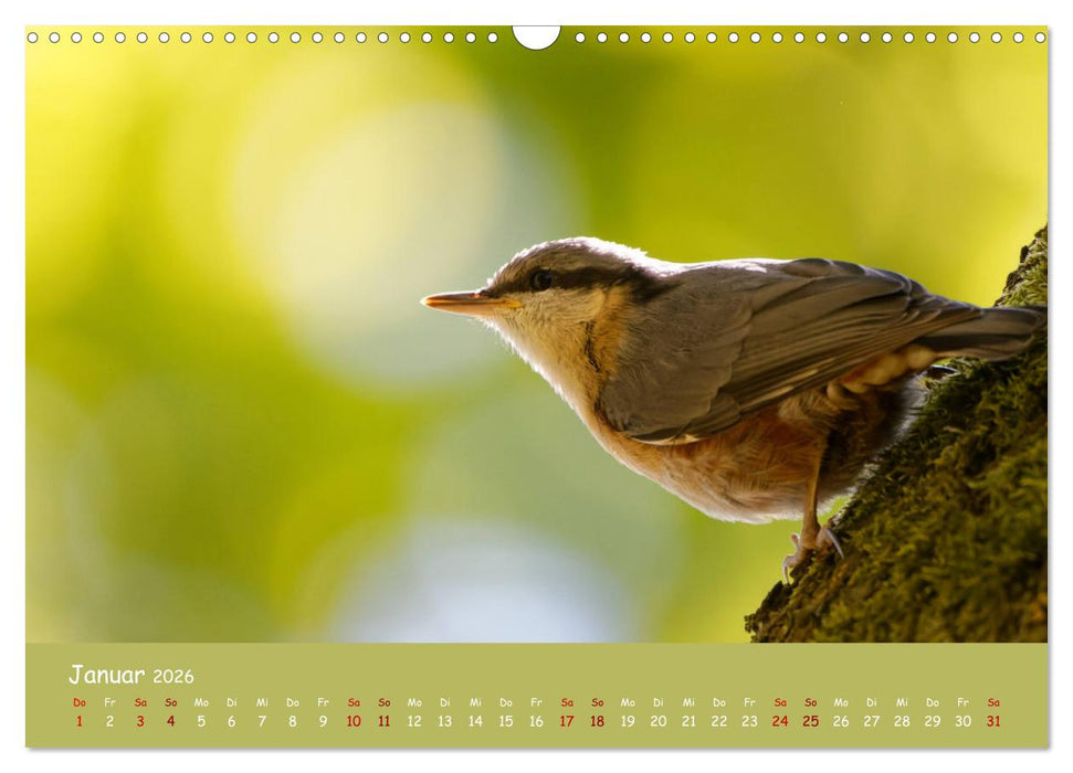 Der Kleiber - Ostfriesenfotografie und der Vogel-Zorro (CALVENDO Wandkalender 2026)