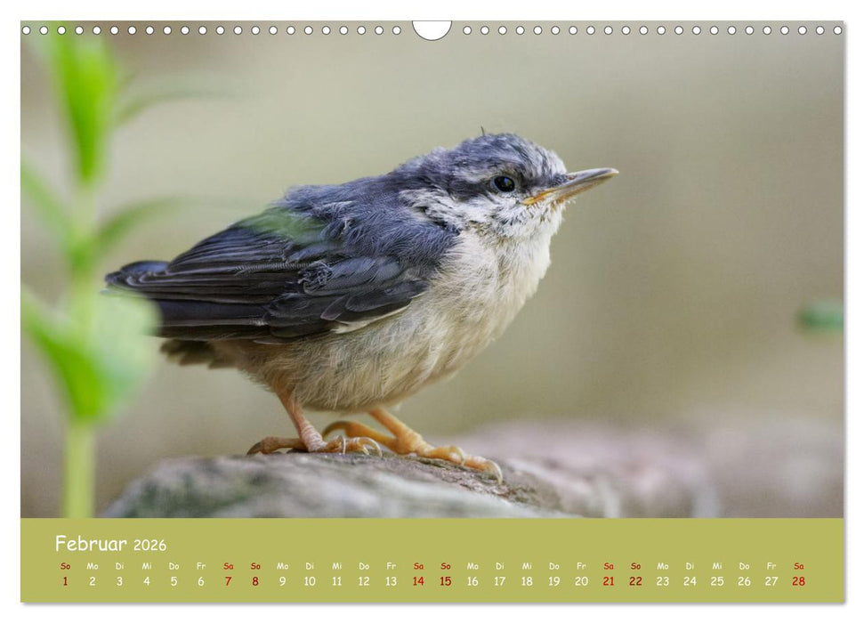 Der Kleiber - Ostfriesenfotografie und der Vogel-Zorro (CALVENDO Wandkalender 2026)