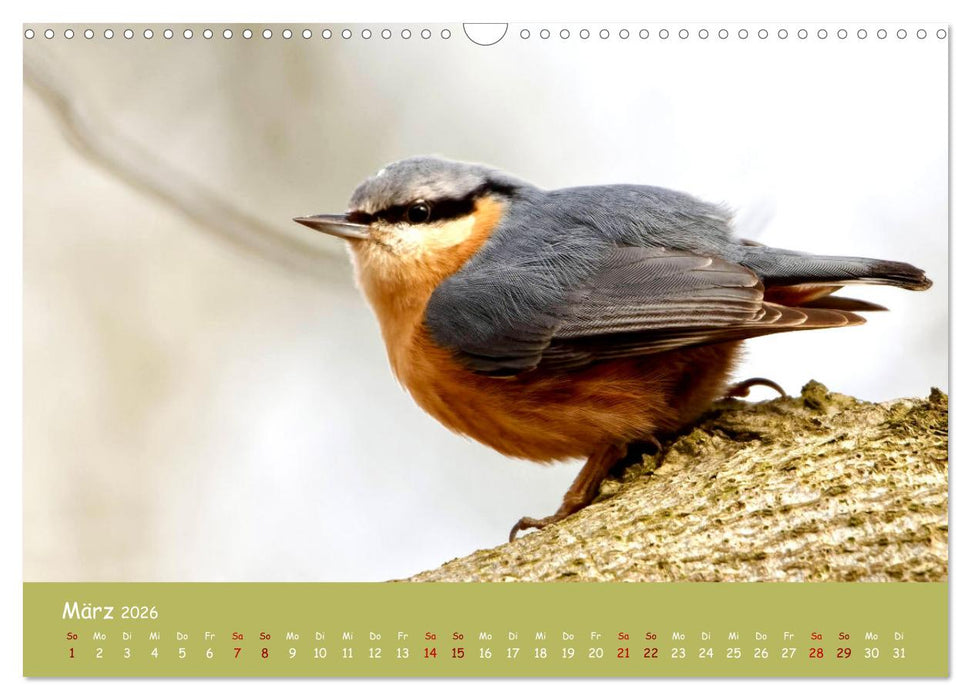 Der Kleiber - Ostfriesenfotografie und der Vogel-Zorro (CALVENDO Wandkalender 2026)