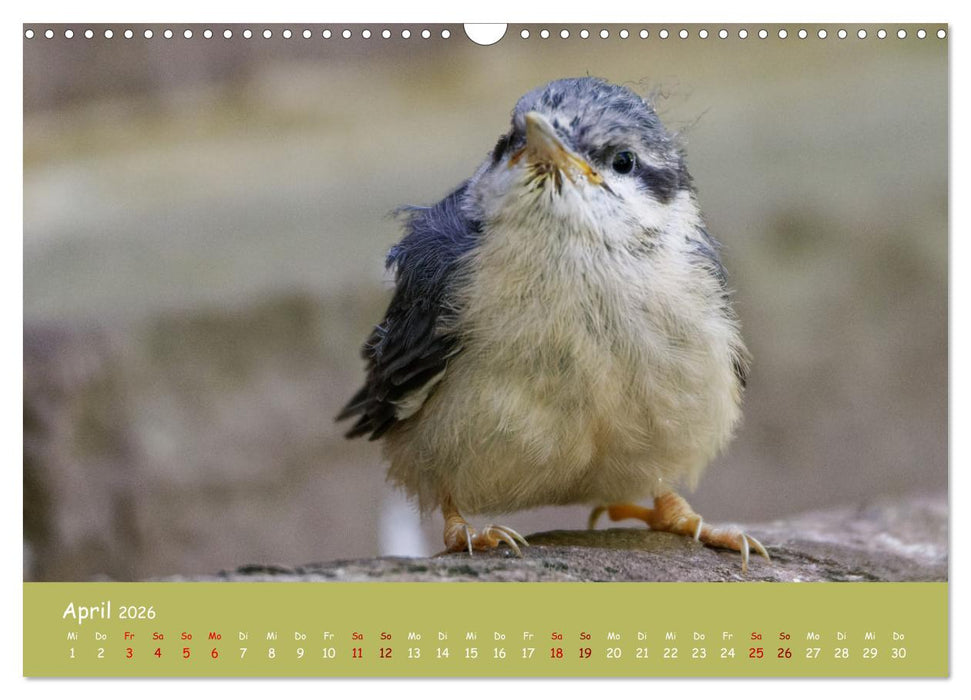 Der Kleiber - Ostfriesenfotografie und der Vogel-Zorro (CALVENDO Wandkalender 2026)