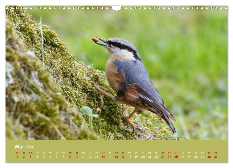 Der Kleiber - Ostfriesenfotografie und der Vogel-Zorro (CALVENDO Wandkalender 2026)