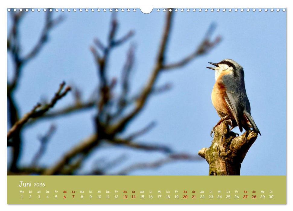 Der Kleiber - Ostfriesenfotografie und der Vogel-Zorro (CALVENDO Wandkalender 2026)