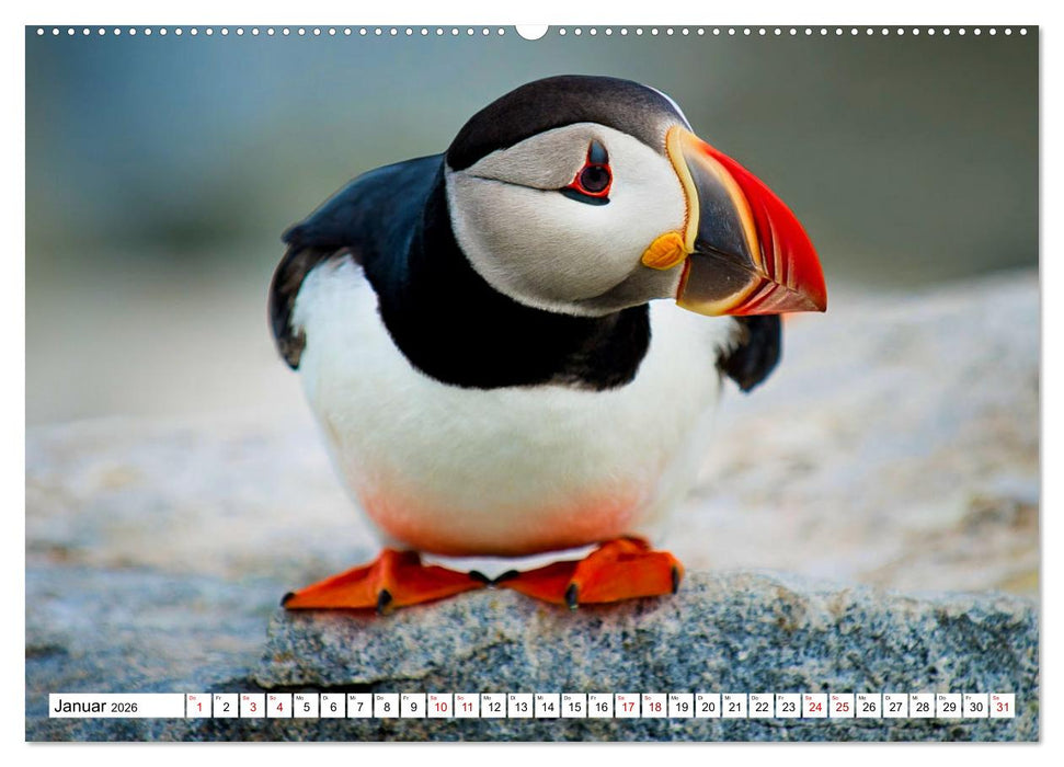 Schräge Vögel in Szene gesetzt (CALVENDO Wandkalender 2026)