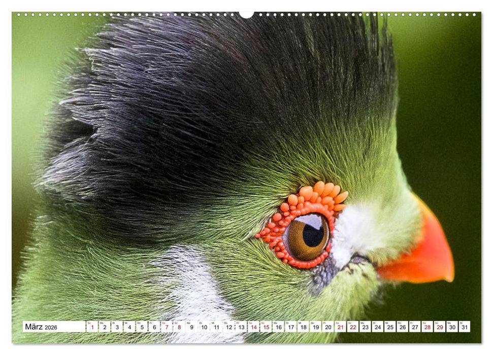 Schräge Vögel in Szene gesetzt (CALVENDO Wandkalender 2026)