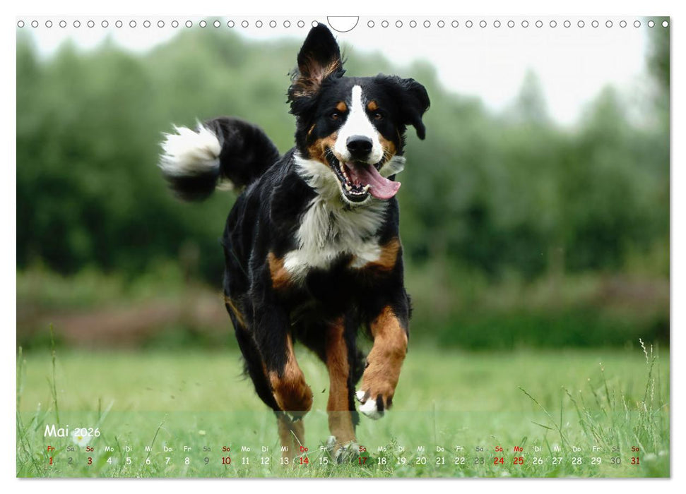 Fröhliche Hunde (CALVENDO Wandkalender 2026)