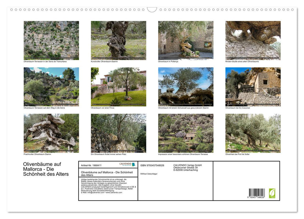 Olivenbäume auf Mallorca - Die Schönheit des Alters (CALVENDO Wandkalender 2026)