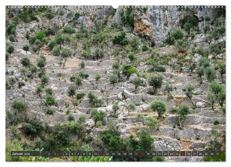 Olivenbäume auf Mallorca - Die Schönheit des Alters (CALVENDO Wandkalender 2026)