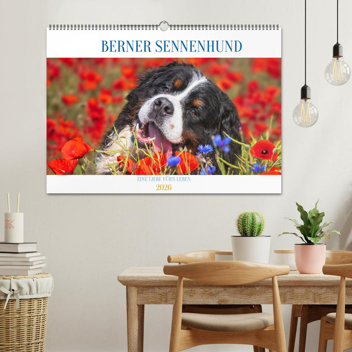 Berner Sennenhund - Eine Liebe für´s Leben (CALVENDO Wandkalender 2026)