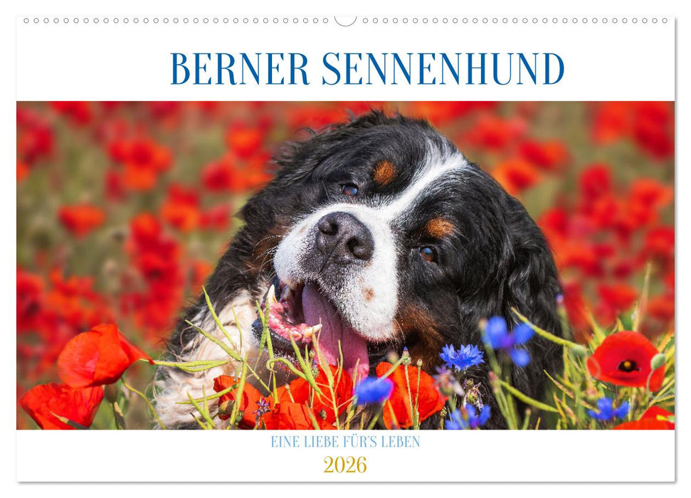 Berner Sennenhund - Eine Liebe für´s Leben (CALVENDO Wandkalender 2026)
