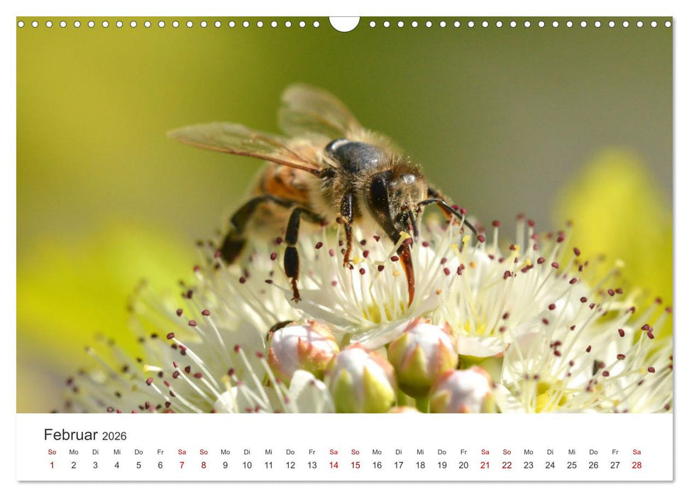 Hummeln und Bienen (CALVENDO Wandkalender 2026)