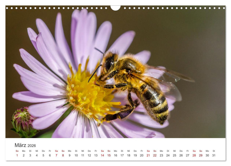 Hummeln und Bienen (CALVENDO Wandkalender 2026)