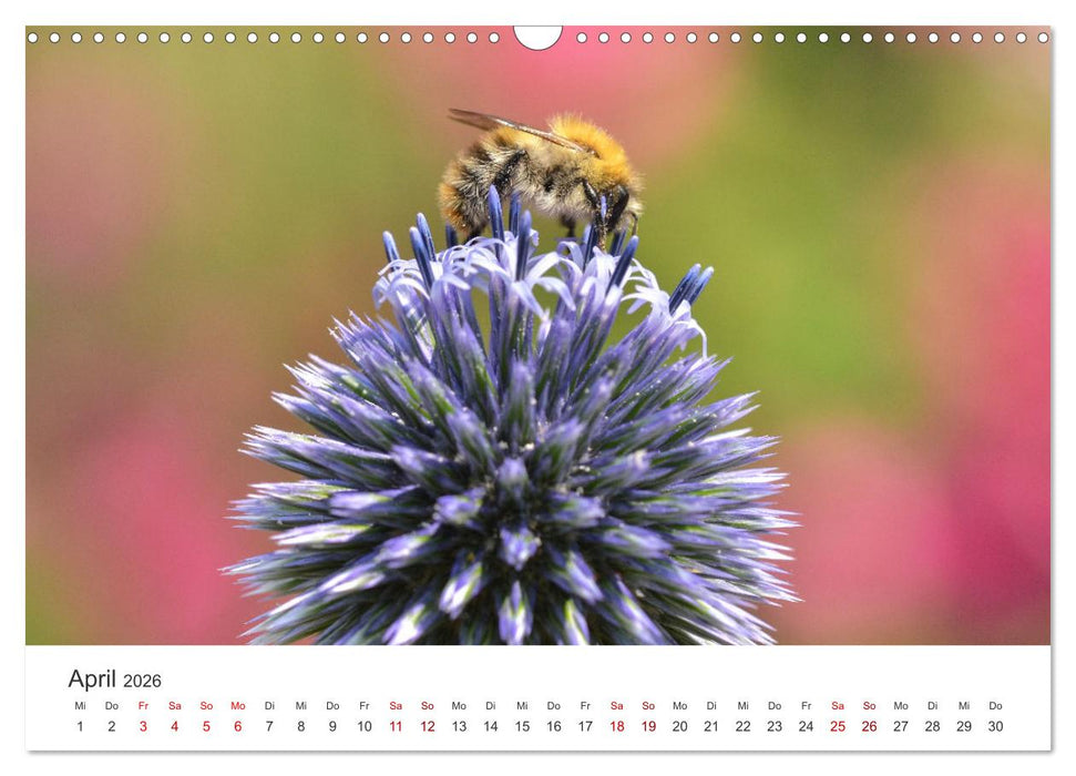 Hummeln und Bienen (CALVENDO Wandkalender 2026)