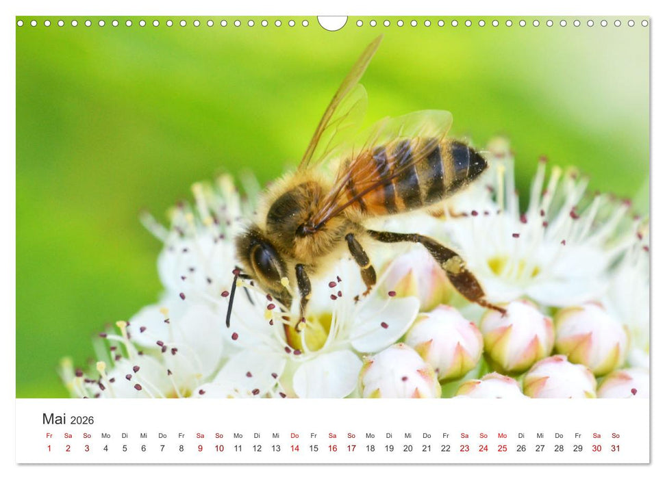 Hummeln und Bienen (CALVENDO Wandkalender 2026)