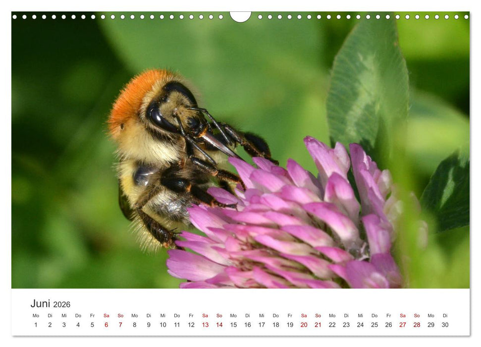 Hummeln und Bienen (CALVENDO Wandkalender 2026)