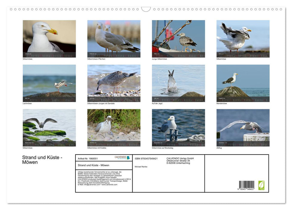 Strand und Küste - Möwen (CALVENDO Wandkalender 2026)