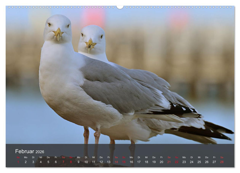 Strand und Küste - Möwen (CALVENDO Wandkalender 2026)