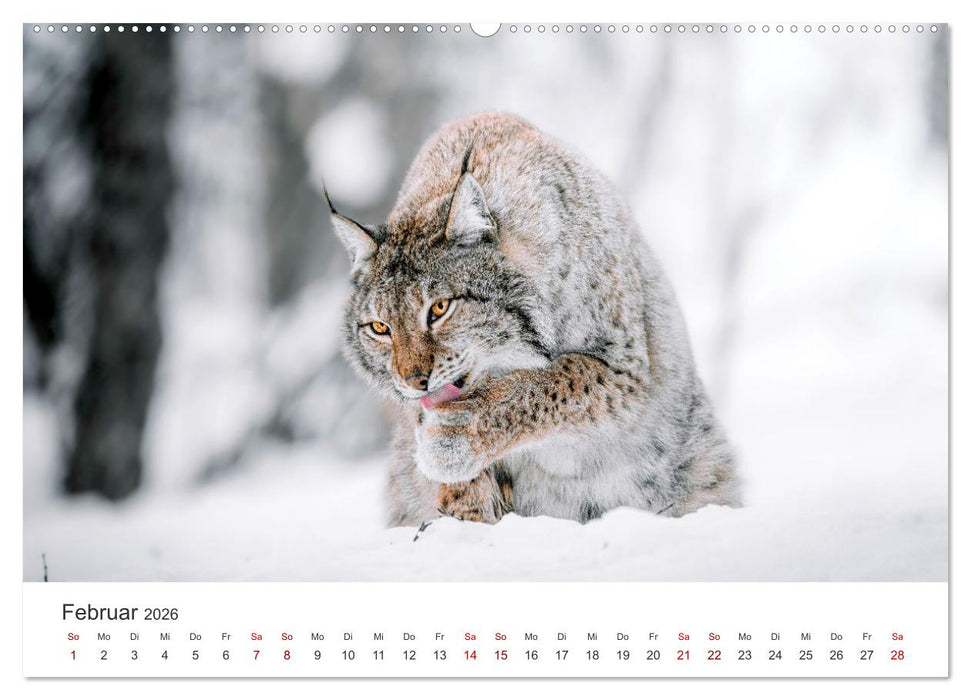 British Columbia - Faszination Kanada (CALVENDO Wandkalender 2026)