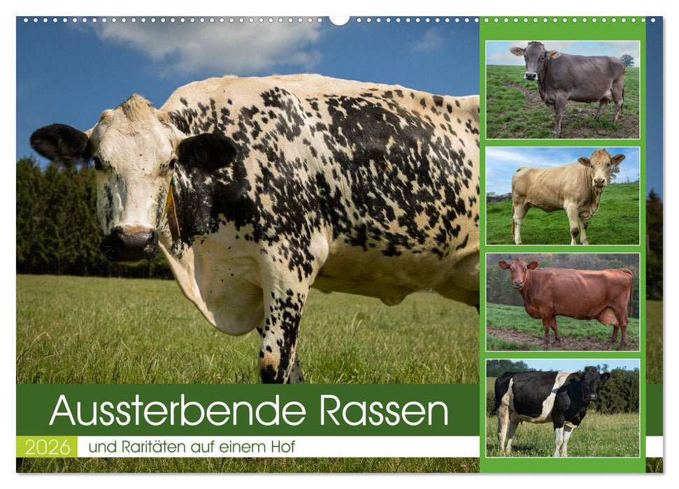 Aussterbende Rassen und Raritäten (CALVENDO Wandkalender 2026)