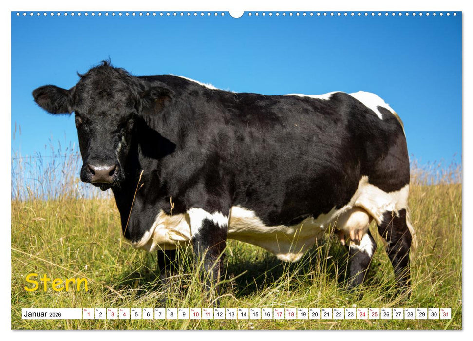 Aussterbende Rassen und Raritäten (CALVENDO Wandkalender 2026)