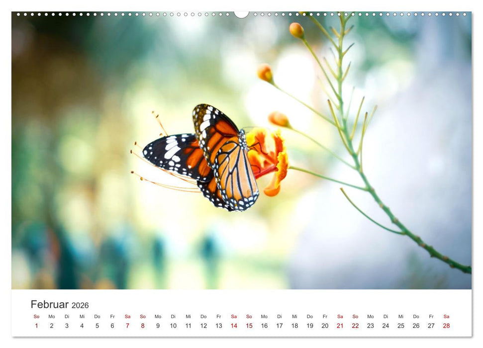 Traumhaft schöne Schmetterlinge (CALVENDO Premium Wandkalender 2026)