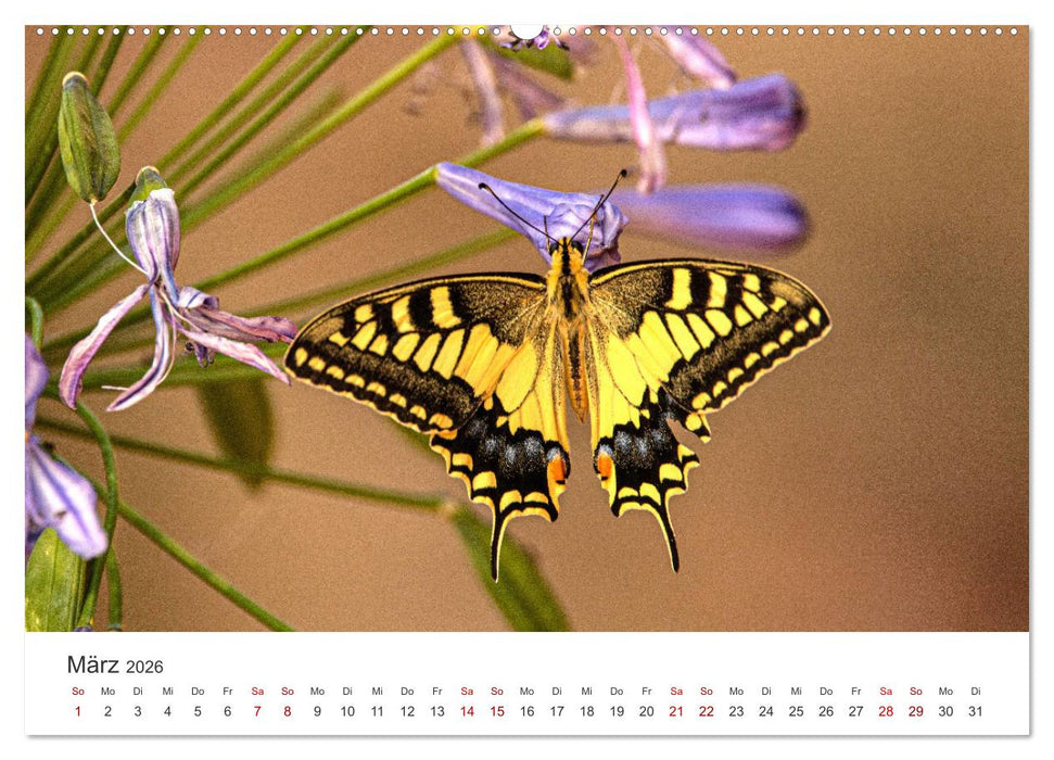 Traumhaft schöne Schmetterlinge (CALVENDO Premium Wandkalender 2026)