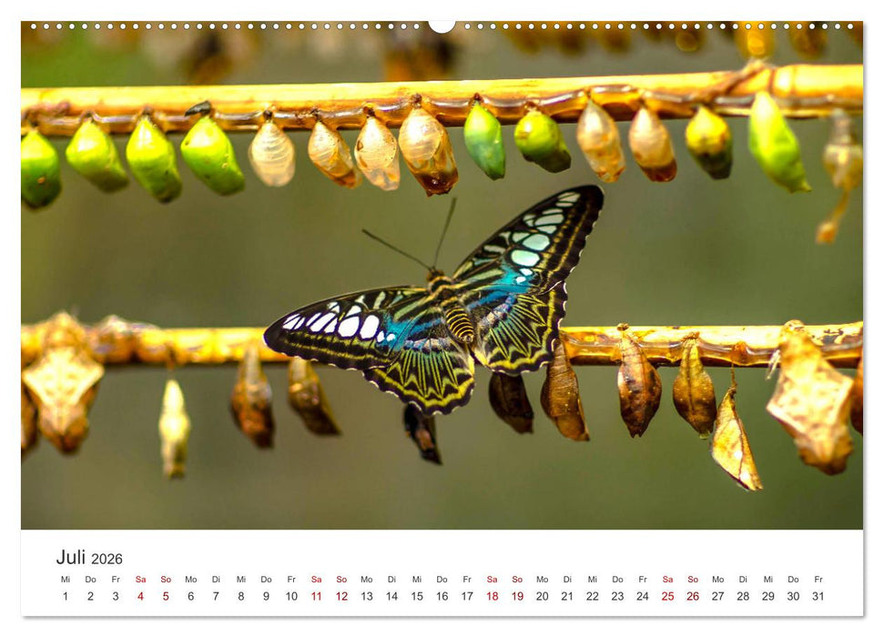Traumhaft schöne Schmetterlinge (CALVENDO Premium Wandkalender 2026)
