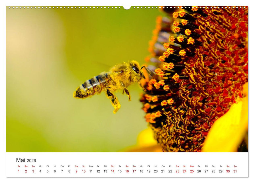 Die Welt der fleißigen Bienen (CALVENDO Premium Wandkalender 2026)