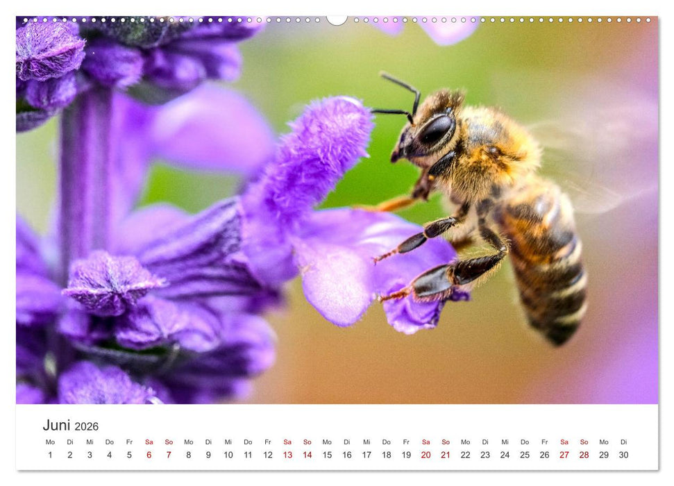 Die Welt der fleißigen Bienen (CALVENDO Premium Wandkalender 2026)