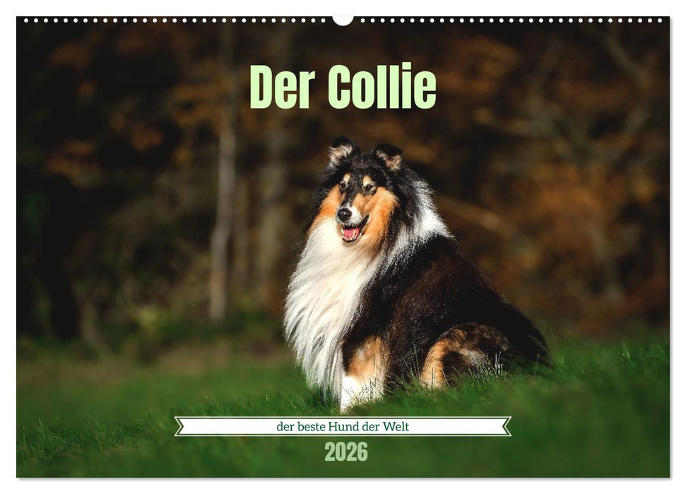 Der Collie der beste Hund der Welt (CALVENDO Wandkalender 2026)