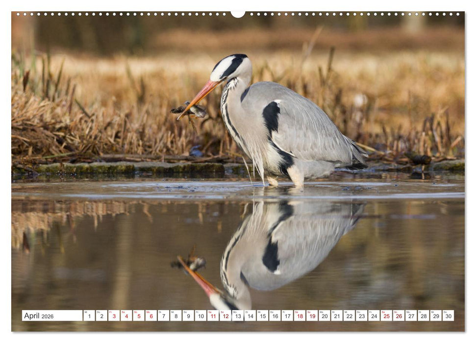 Reiherfotografie (CALVENDO Wandkalender 2026)