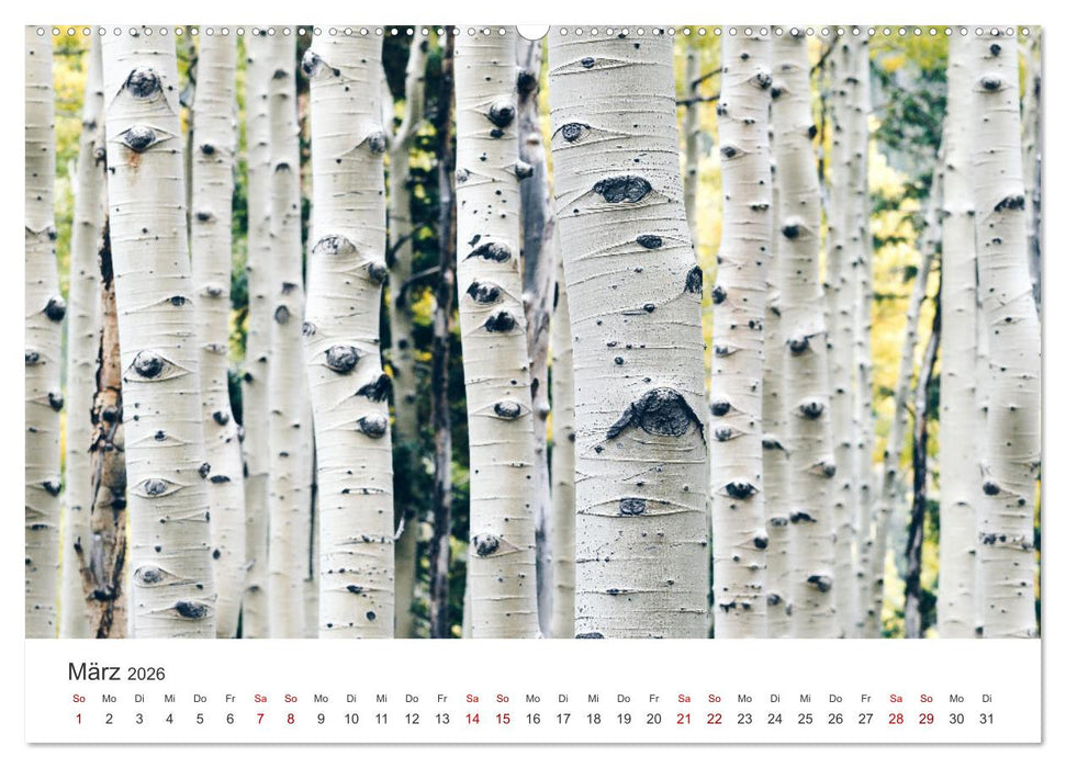 Eine Reise durch die Wälder dieser Welt (CALVENDO Premium Wandkalender 2026)