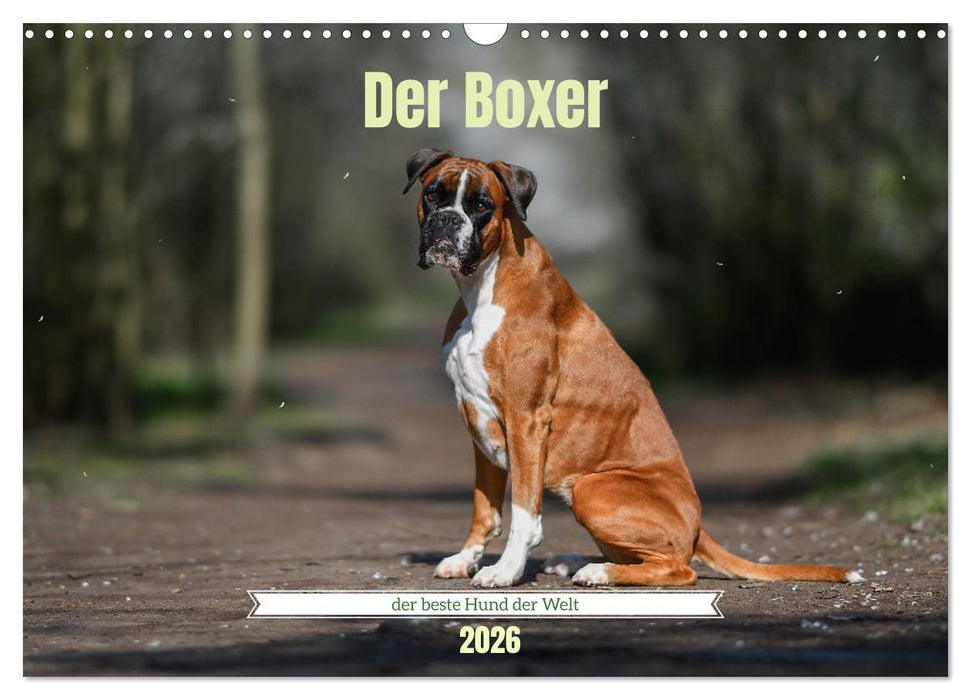 Der Boxer, der beste Hund der Welt (CALVENDO Wandkalender 2026)