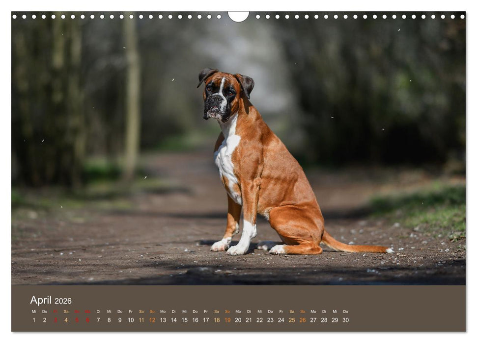 Der Boxer, der beste Hund der Welt (CALVENDO Wandkalender 2026)