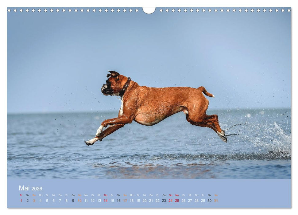 Der Boxer, der beste Hund der Welt (CALVENDO Wandkalender 2026)