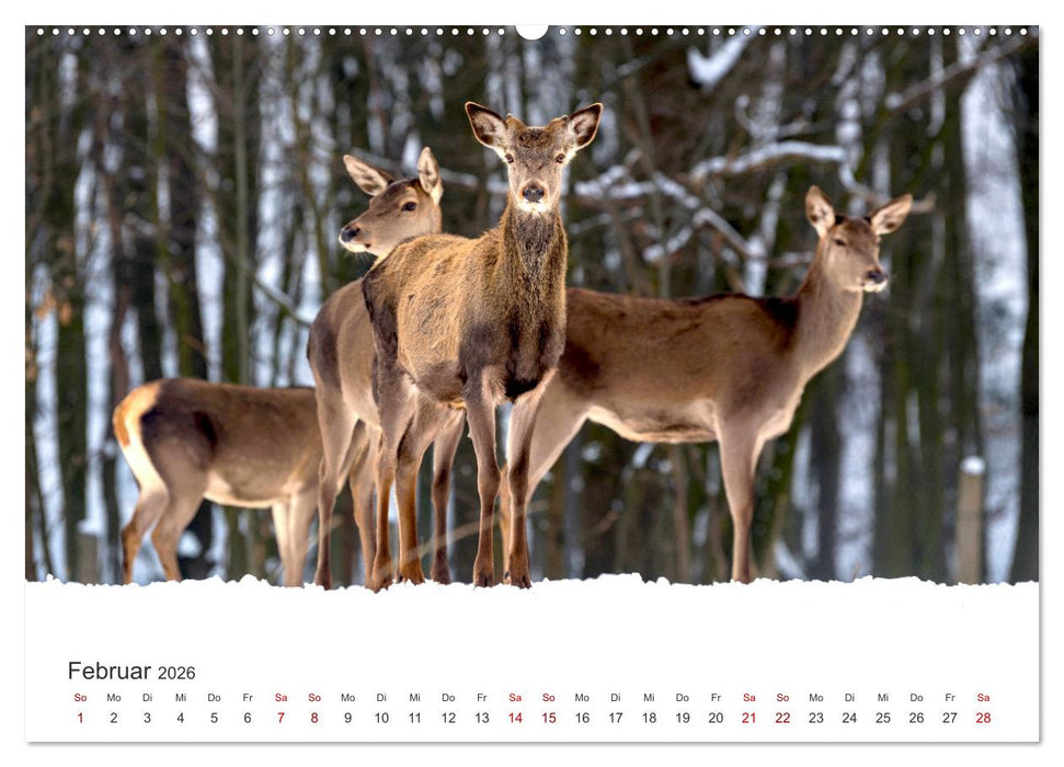 Die Tiere des Waldes (CALVENDO Wandkalender 2026)