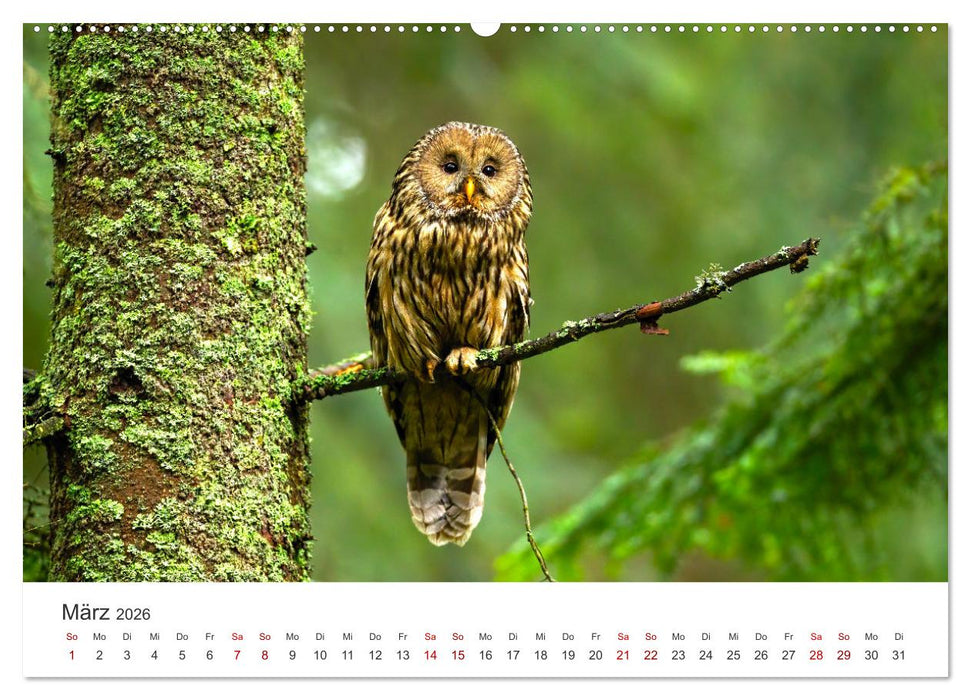 Die Tiere des Waldes (CALVENDO Wandkalender 2026)