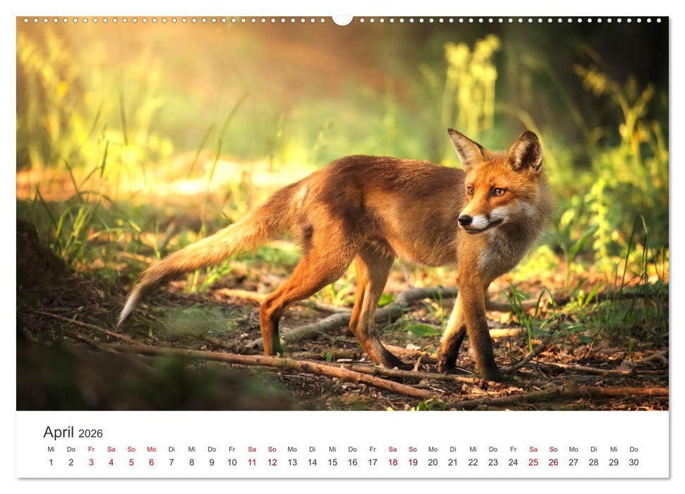 Die Tiere des Waldes (CALVENDO Wandkalender 2026)