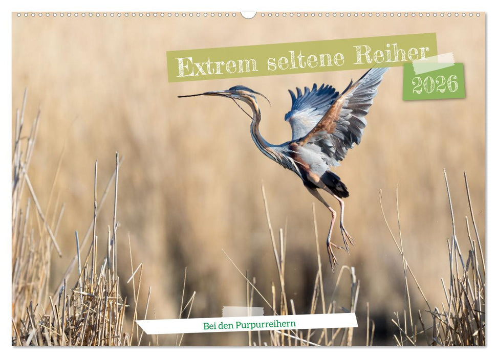 Extrem seltene Reiher (CALVENDO Wandkalender 2026)