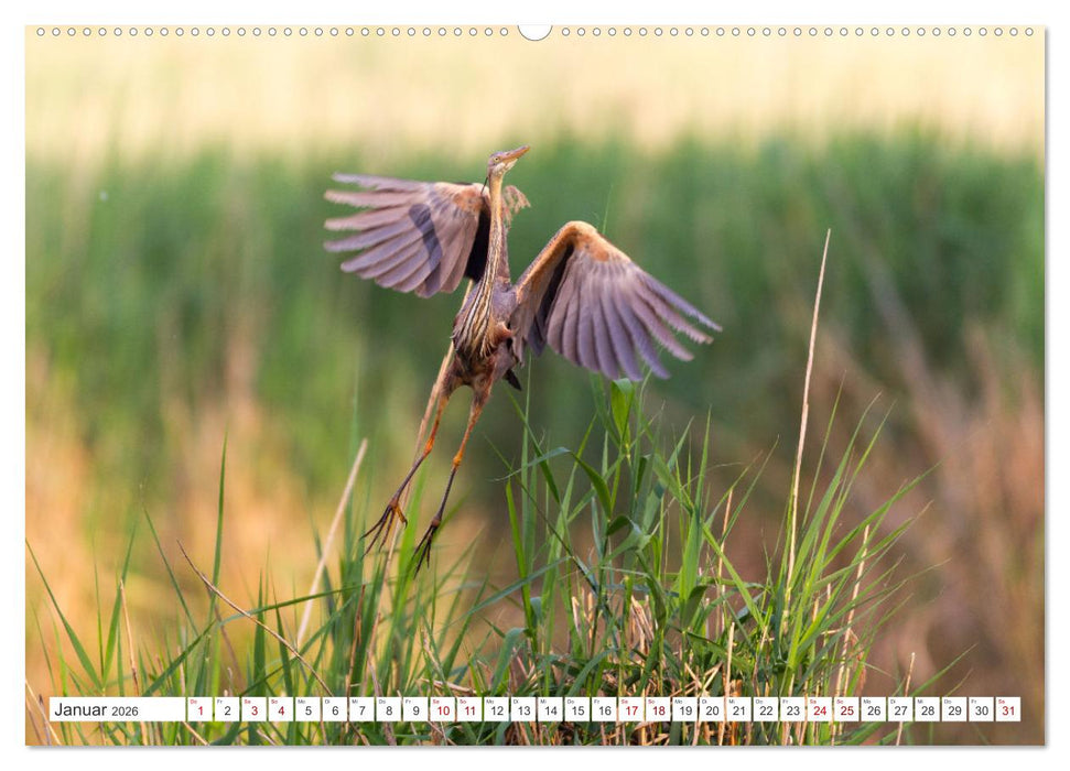 Extrem seltene Reiher (CALVENDO Wandkalender 2026)
